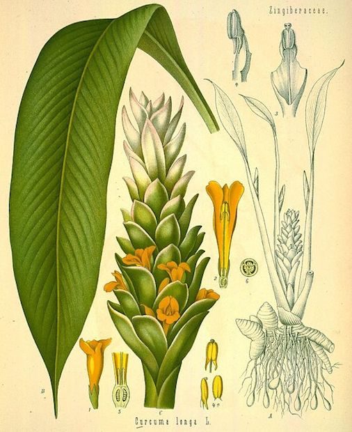 turmeric plant