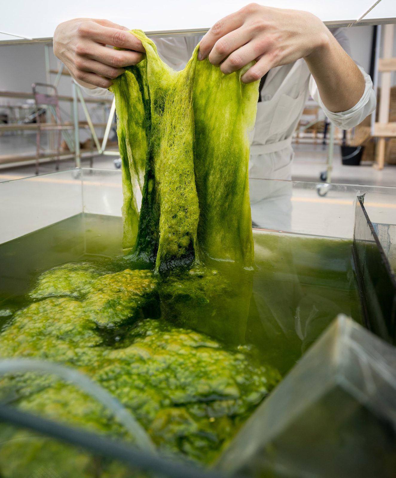 Biodegradable Bioplastics: Challenges, Greenwashing, and Opportunities