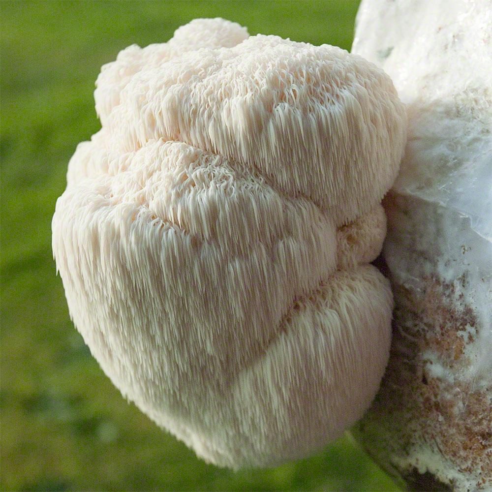 Lion's mane mushroom