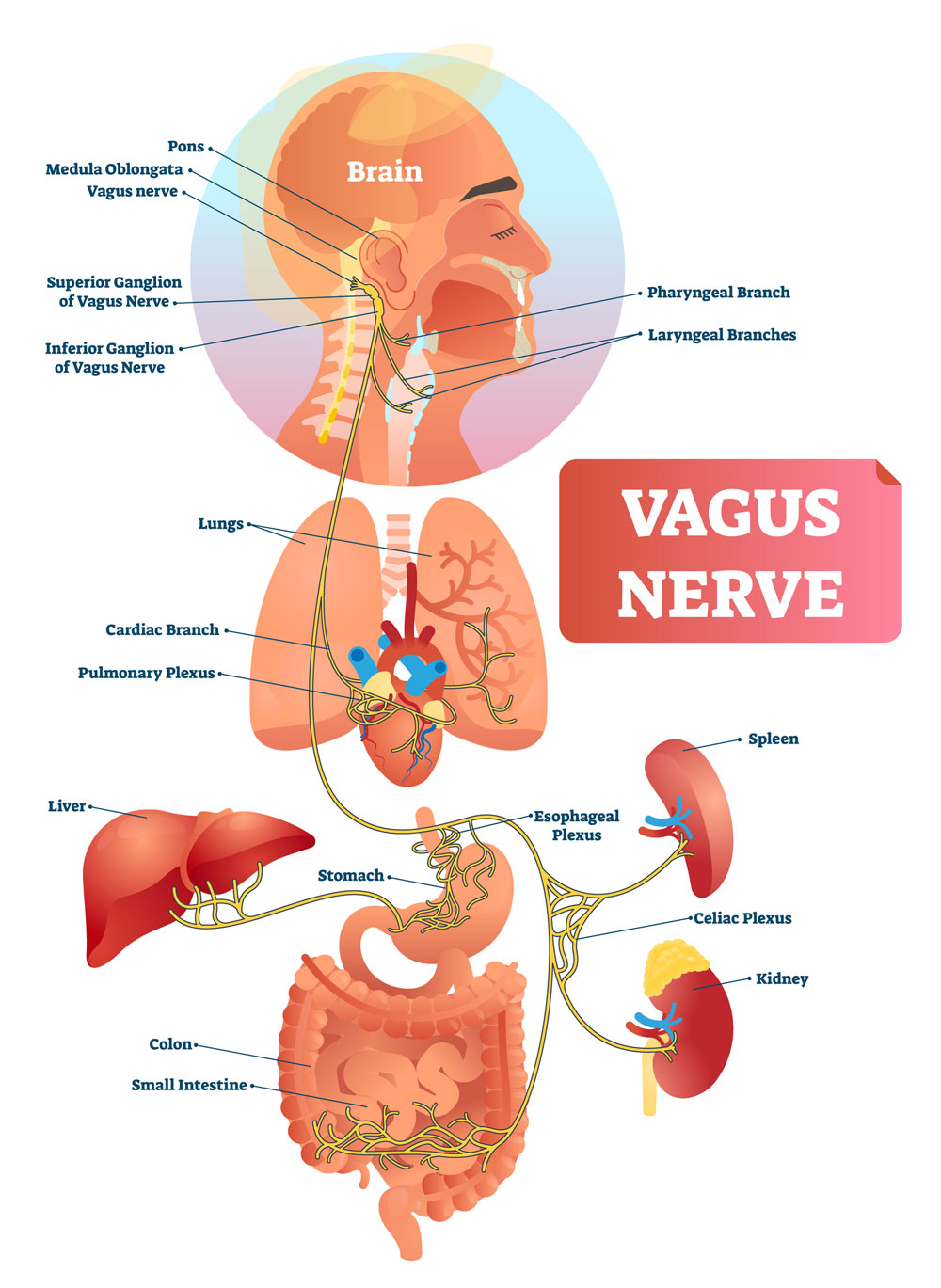 vagus nerve diagram of connections to organs