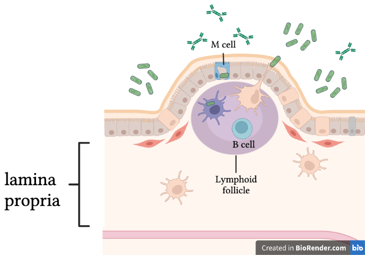 M cells located directly above the lymphoid follicle in the lamina propria