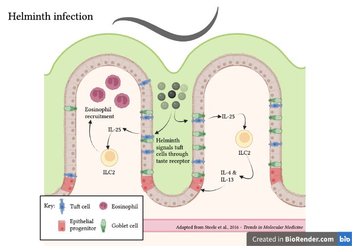 helminths in the gut activate the ILC2 immune response