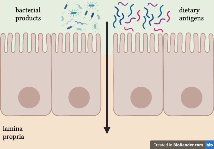 leaky gut or intestinal hyperpermeability diagram