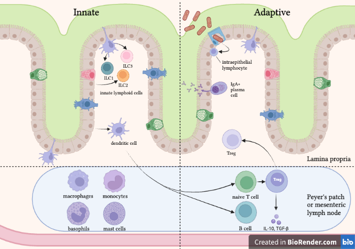 diagram of the gut immune response