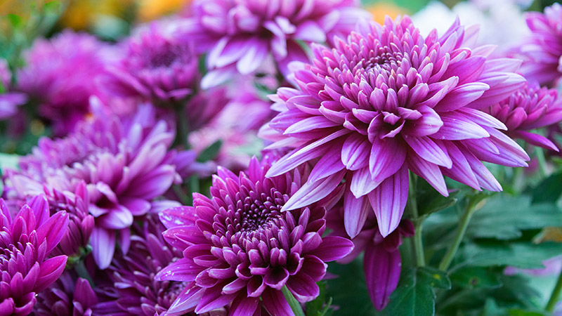 chrysanthemums