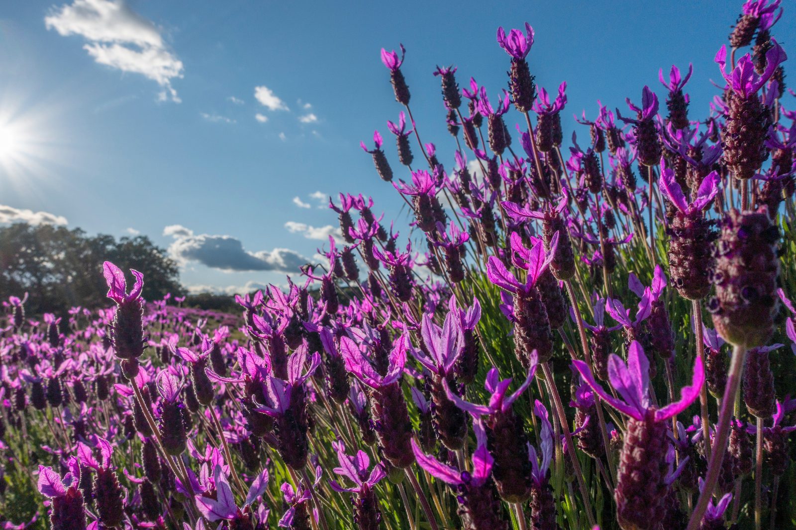 lavender fields
