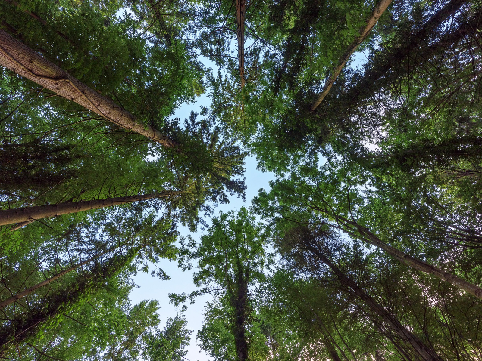 forest tree canopy looking up from ground view panoramic