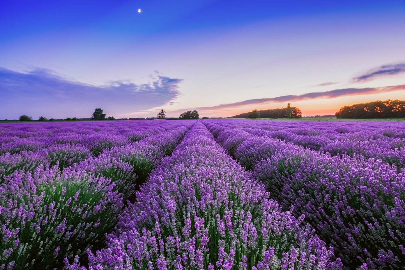 lavender field
