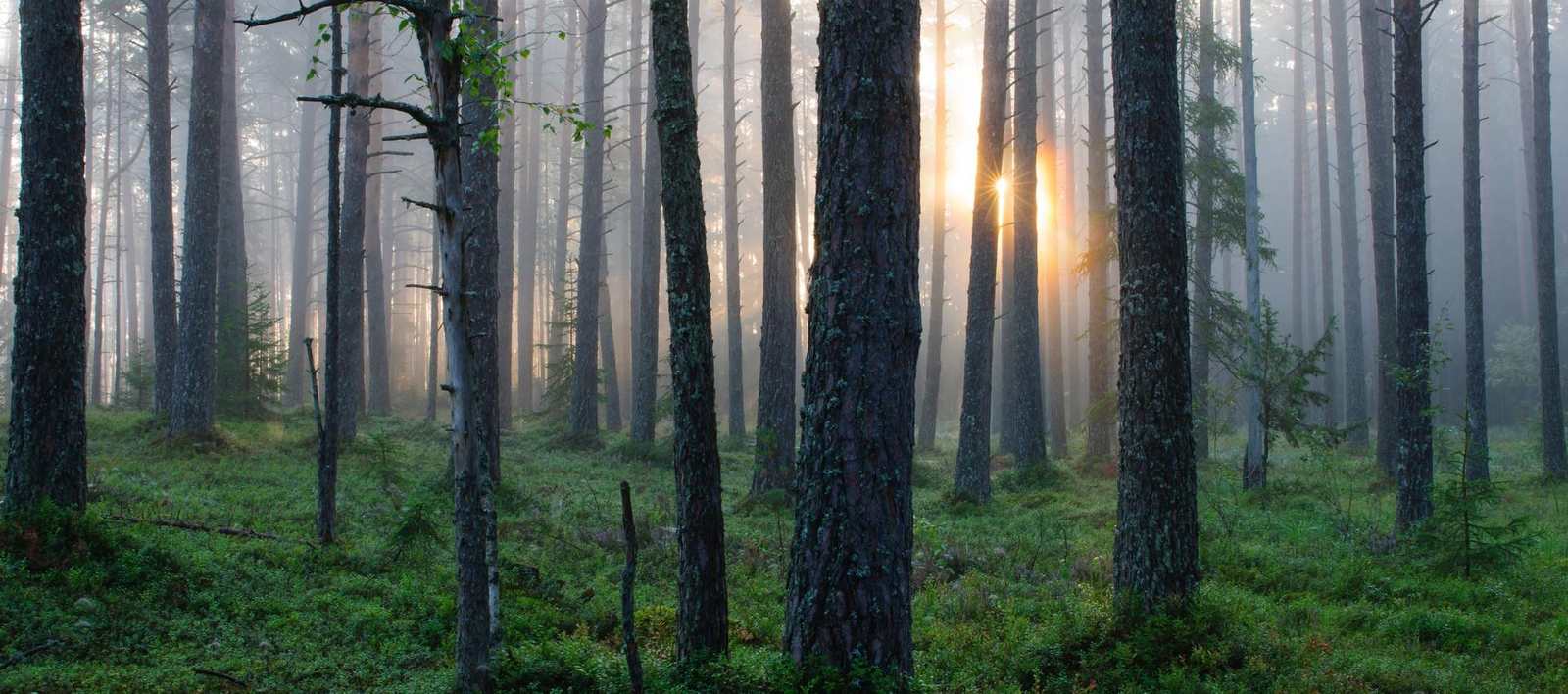 forest at dusk