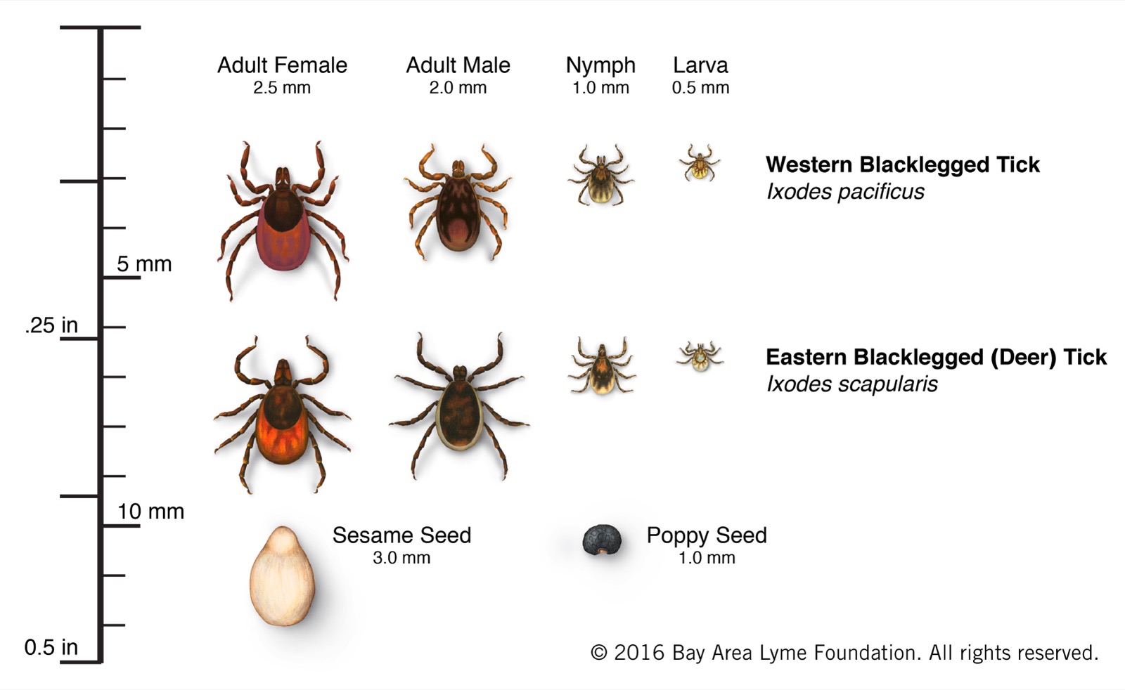 tick life cycle
