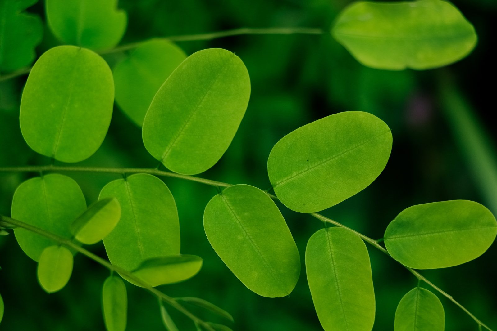 Moringa: Health Benefits and Applications