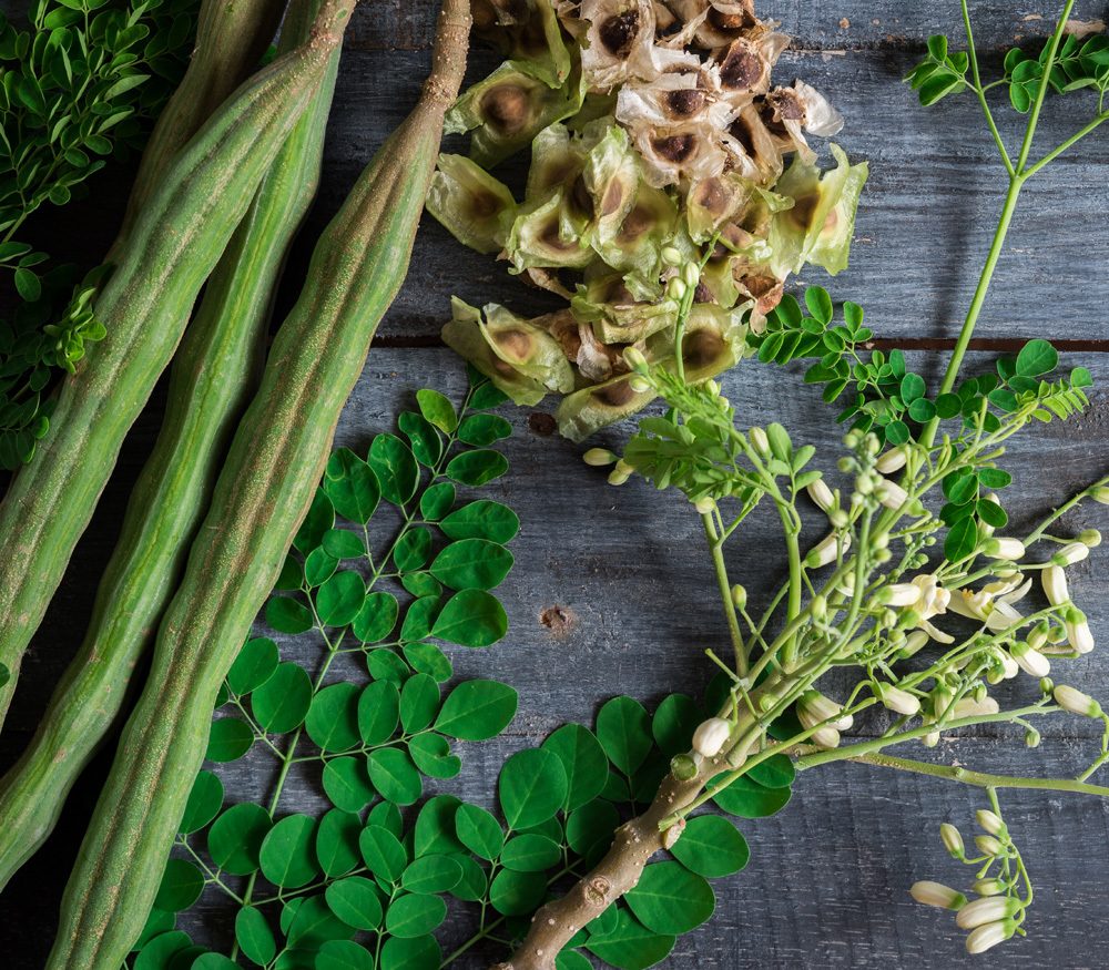 moringa seeds and leaves
