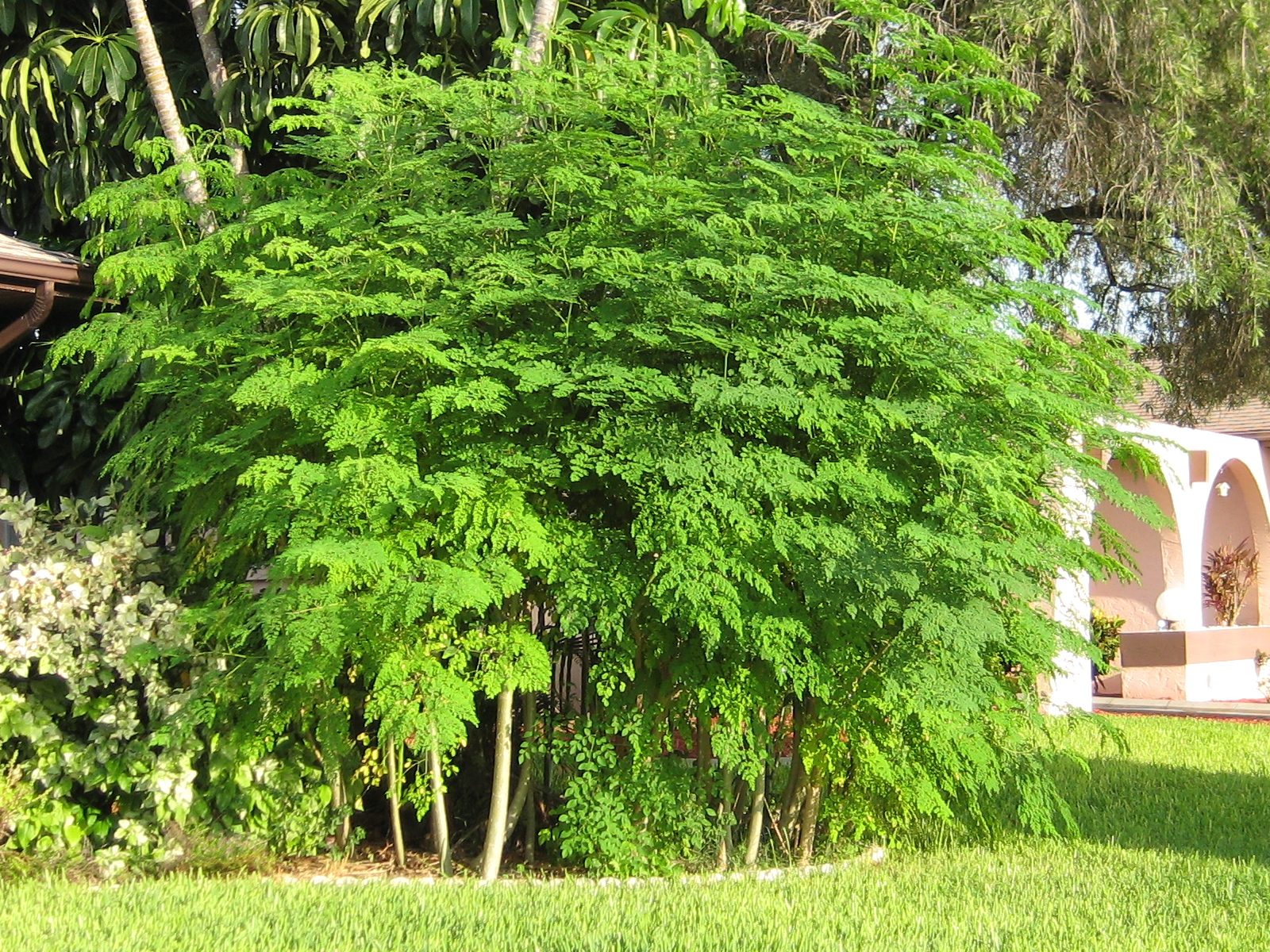 moringa tree
